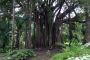 01Tahiti - 09 * Banyan Tree at the Botanical Gardens